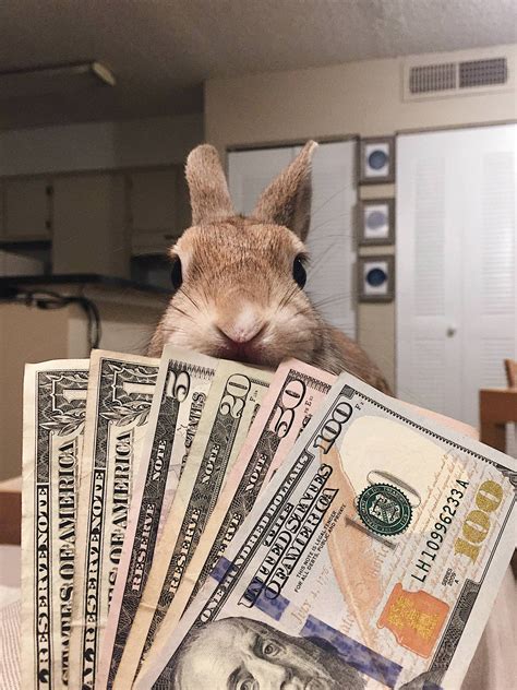Cash Bunny Bodog